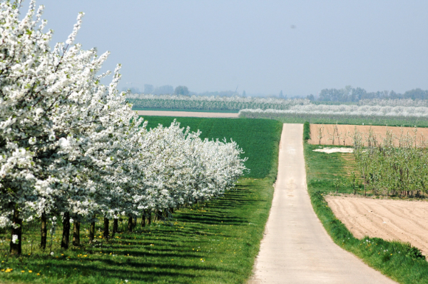 haspengouw met de talrijke bloesems